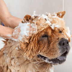 Champús Antiparasitarios para perros