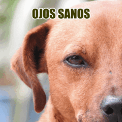 OCUHEALTH afecciones ojo y visión perros gatos - Imagen 6
