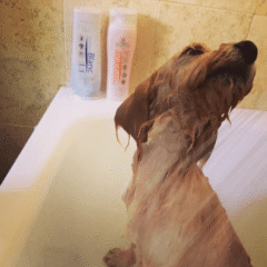 artero champú blanc y artero champú hidratante, champús uso frecuente para perros