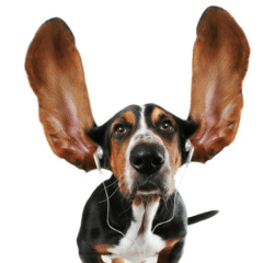 cuidado oídos perros salud auricular en perros