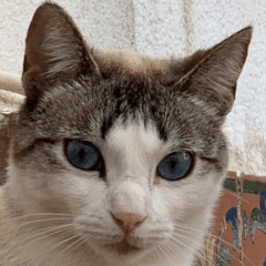 oídos sanos cuidados salud auricular para gatos