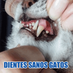 DIENTES SANOS GATOS gif