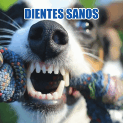 DIENTES SANOS PERROS GIF
