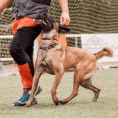 aumenta el rendimiento en la competición con megatop recover para perros