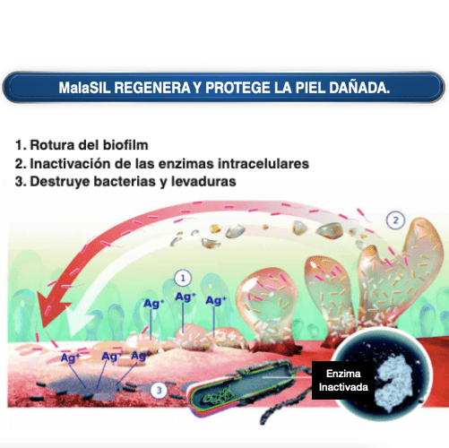 forma de actuar de malasil champú y spray rompiendo el biofilm provocado por Malassezia