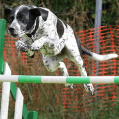 potenciador muscular y resistencia ante la fatiga en perros con Megatop event