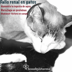 decaimiento-en-gato-con-fallo-renal-