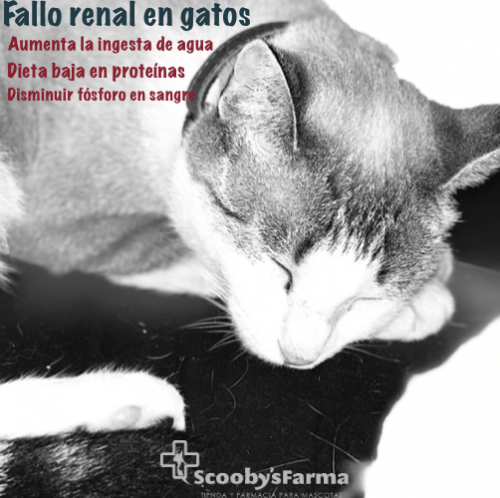 decaimiento-en-gato-con-fallo-renal-