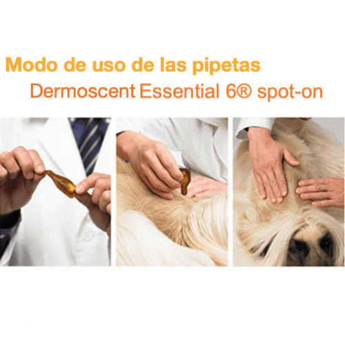 modo de uso de las pipetas para el cuidado de la piel dermoscent essential 6