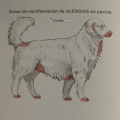 alergias en piel en perros pienso alergénico para perros con alergias Lenda Vet allergic solution