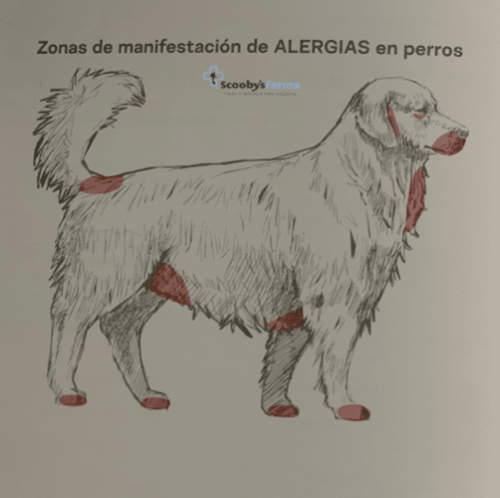 alergias en piel en perros pienso alergénico para perros con alergias Lenda Vet allergic solution