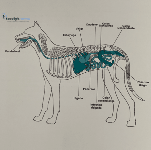 aparato digestivo del perro digestión con lenda vet gastro-atopic