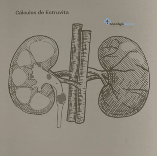 cristales de estruvita en los perros Lenda Vet Urinary-Struvite