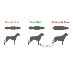 cuando dar dieta veterinaria a perros con sobrepeso LENDA VET slimming y sterilized