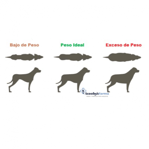 cuando dar dieta veterinaria a perros con sobrepeso LENDA VET slimming y sterilized