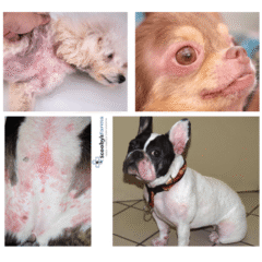perros con dermatitis por alergias alimentarias recomendable dieta hipoalergénica