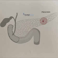pienso de dieta veterinaria para perros con diabetes mellitus lenda vet diabetic
