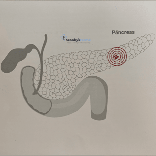 pienso de dieta veterinaria para perros con diabetes mellitus lenda vet diabetic