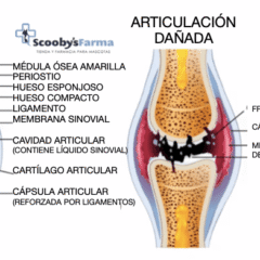 Articulación perros comparatica articulación sana y articulación dañada