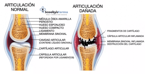 Articulación perros comparatica articulación sana y articulación dañada