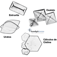 Aspecto de los cálculos de Estruvita, Oxalatos y uratos y cistinas en perros