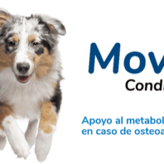 ostoeartritis en perros movejoint condroprotector puro perros desgaste articular