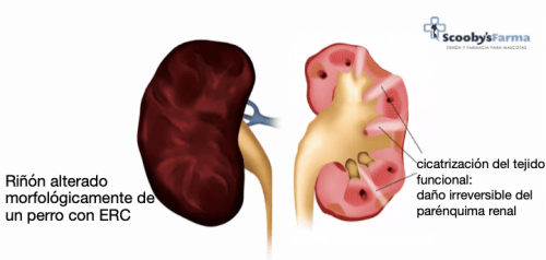 riñón afectado con ERC insuficiencia renal perros
