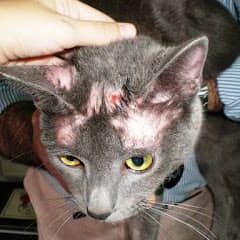 KimiDerm Reforce dermatosis alopecias perros gatos cápsulas - Imagen 4