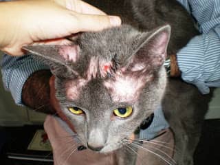KimiDerm Reforce dermatosis alopecias perros gatos cápsulas - Imagen 4