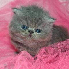 gatito kitten