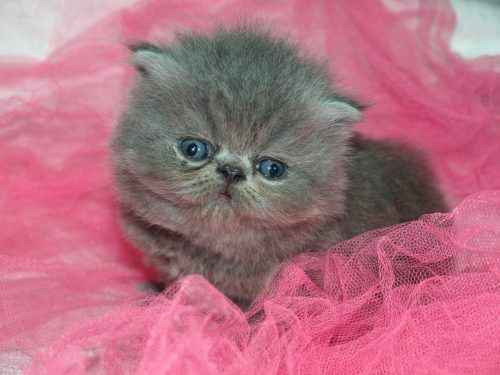 gatito kitten