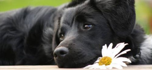preocupados por el presente y futuro animal en kimipharma