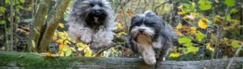 el mejor condroprotector para perros con kimimove