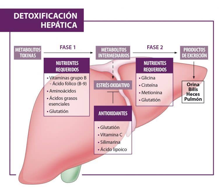 Esquema detoxificación hepática
