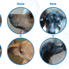 perros enfermos con leishmaniosis evolución con tratamiento con champú LetiKerato fórmula plus y loción Letikerato