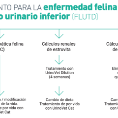 FLUTD en gatos productos VetExpert enfermedad del tracto urinario inferior