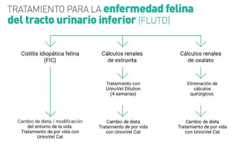 FLUTD en gatos productos VetExpert enfermedad del tracto urinario inferior