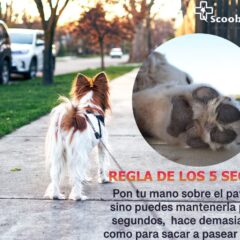 protege almohadillas de tu perro