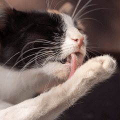 Modo de uso malta omegas stangest perros gatos