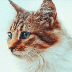 apoyo a la función cardíaca en gatos nutricarevet suplemento cardíaco felino
