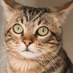 apoyo articular para gatos nutricarevet suplemento articular felino comprimidos