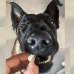 Comprimidos antiparasitarios externos para perros