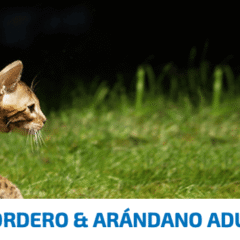 ND Cat Ancestral GRAIN cordero y arándano