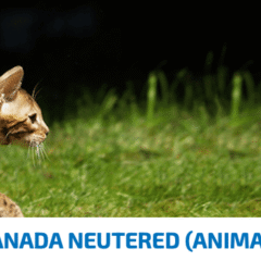 ND Cat Ancestral GRAIN NEUTERED pollo y granada GATOS CASTRADOS esterilizados