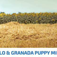 ND PUPPY mini Ancestral Pollo Granada cachorros
