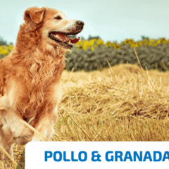 ND Starter PUPPY Ancestral GRAIN Pollo Granada cachorros
