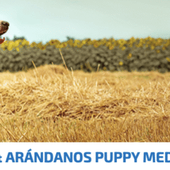 ND ancestral grain cordero arándanos puppy mediummaxi