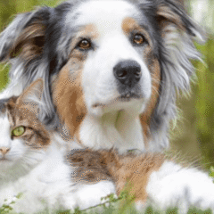 Nutricarevet pelo piel perros gatos