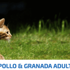 gato adulto ND ancestral grain cat