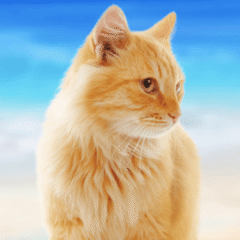 ND ocean gato